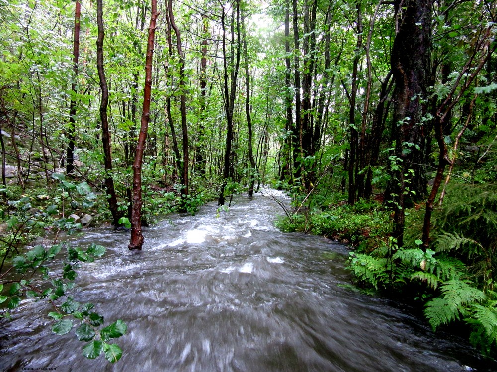 vannibekk_tommetanker