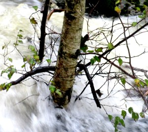 vannibjørk_tommetanker