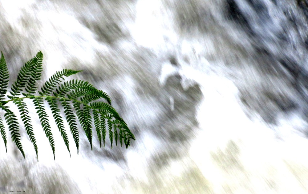 vanniskog_tommetanker