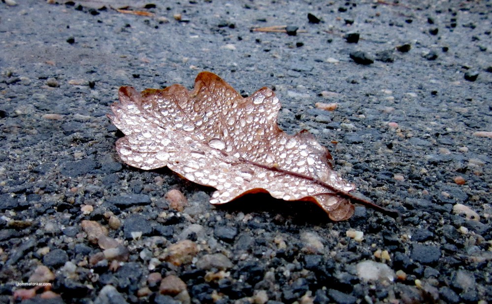 eikeløv_tommetanker