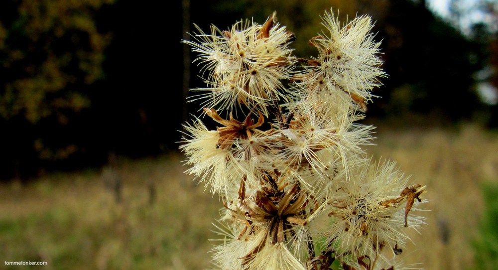 frøslipp_tommetanker