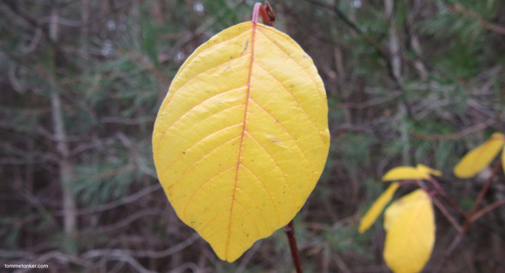 gultblad_tommetanker