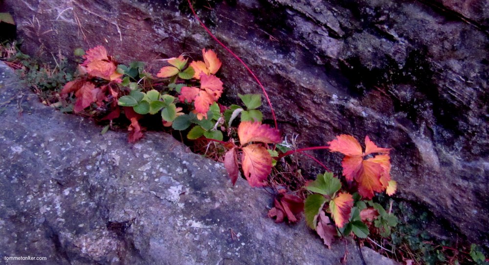 jordbær_tommetanker