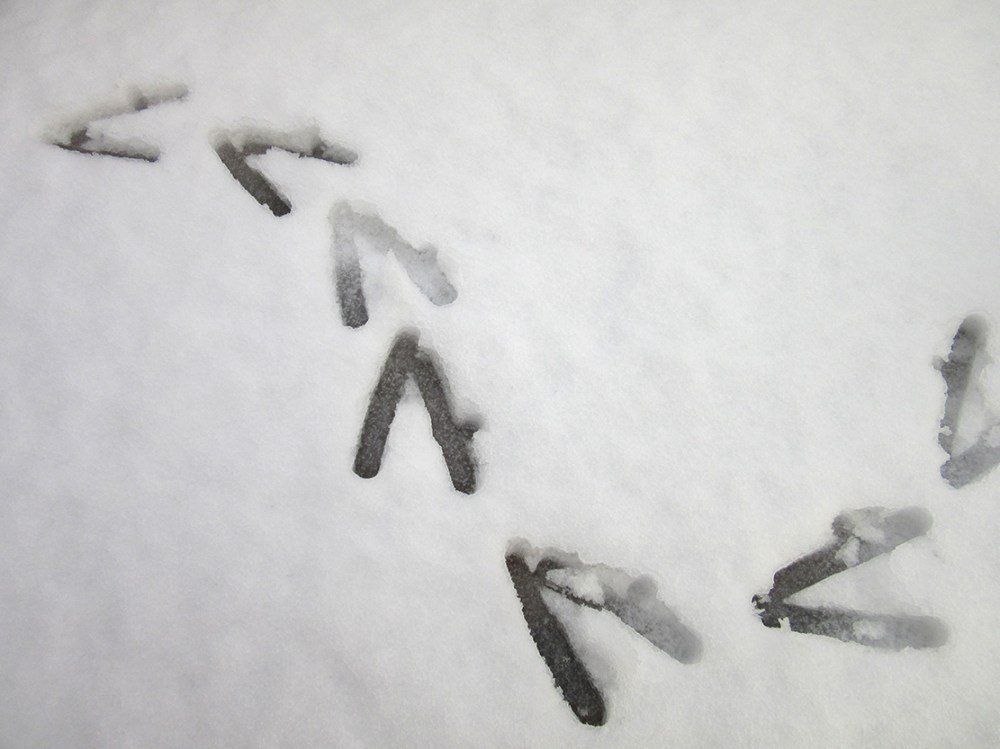 rare_spor_tommetanker