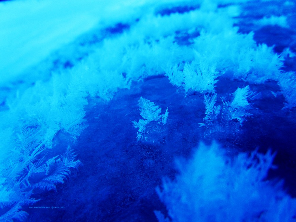 skog_av_is_tommetanker