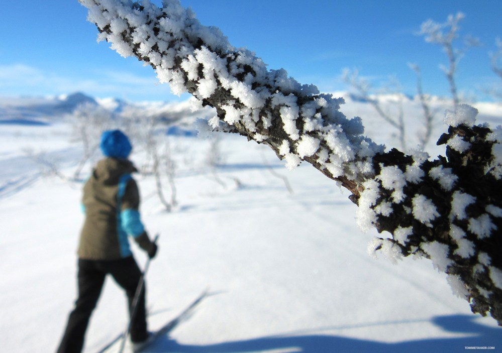 fjellrypa_maya3_tommetanker