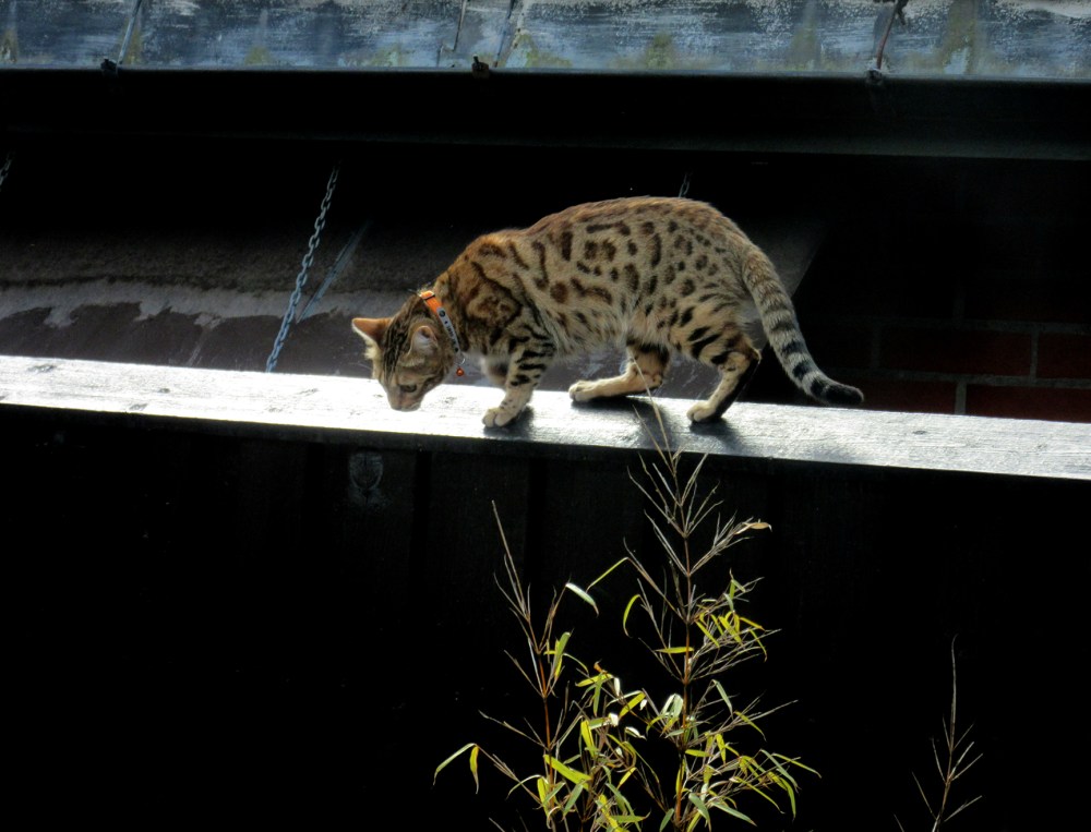 bengalsk katt_tommetanker