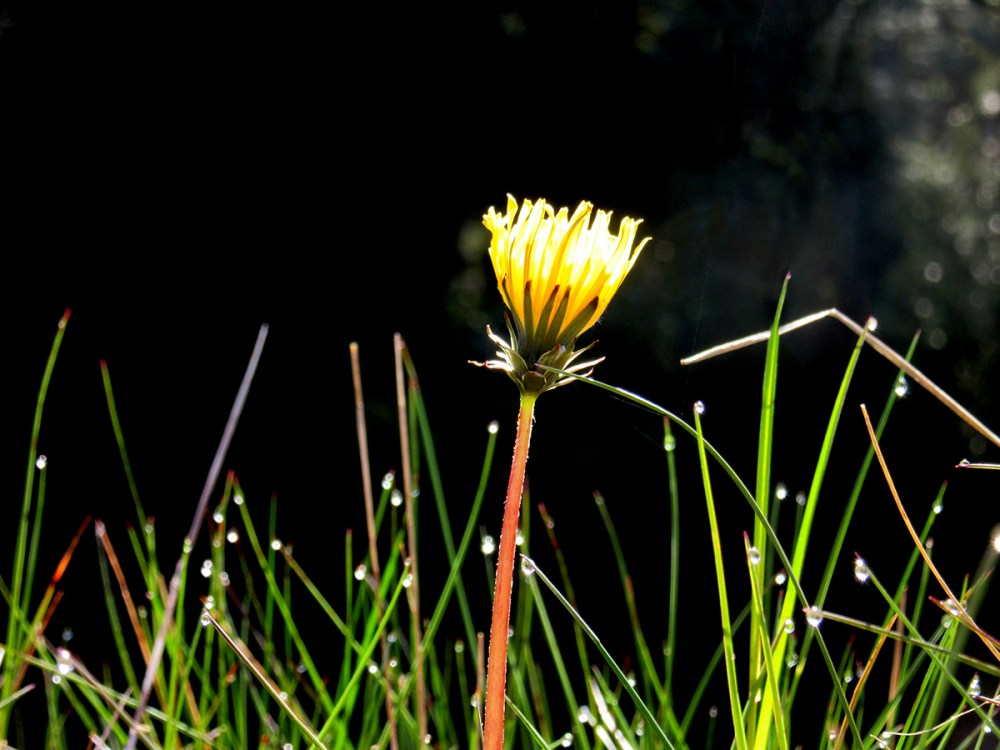 hei_sommer_løvetann_tommtanker