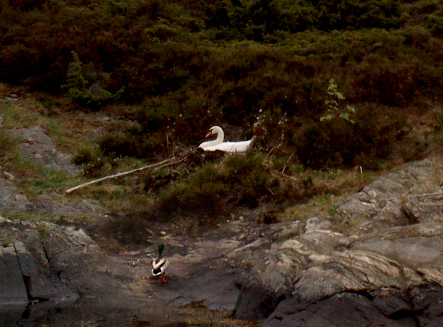 svane på redet_tommetanker