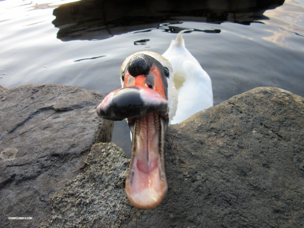 svanene_to_tommetanker