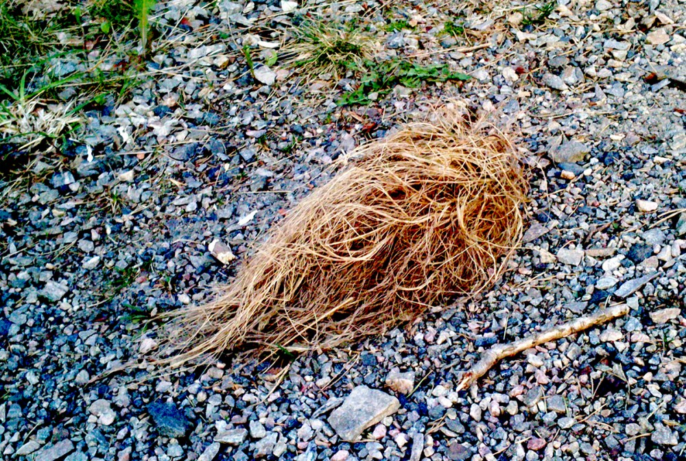 trump_buried_tommetanker