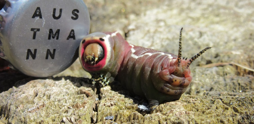 gaffelstjert2_tommetanker