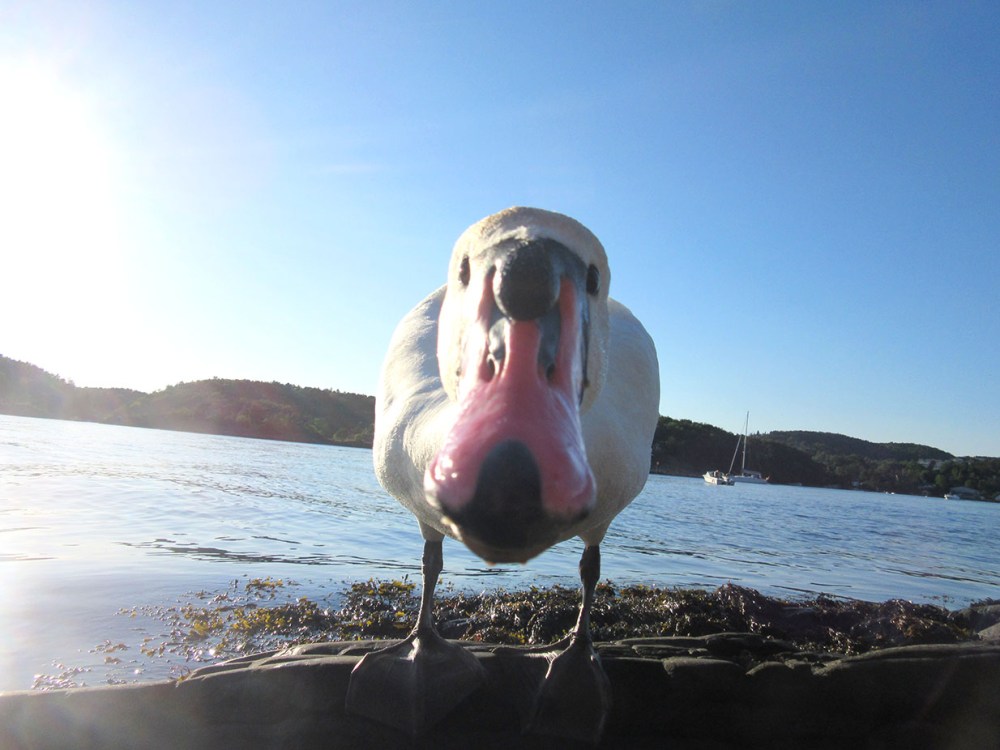 hey_there_tommetanker