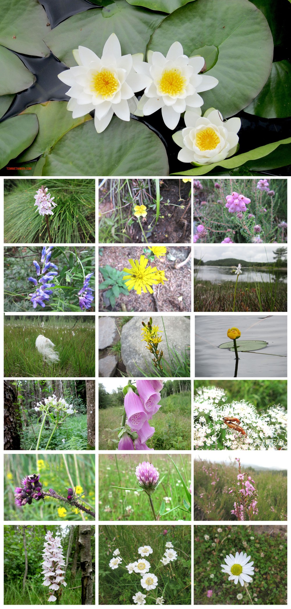 redalsheia_blomster_tommetanker