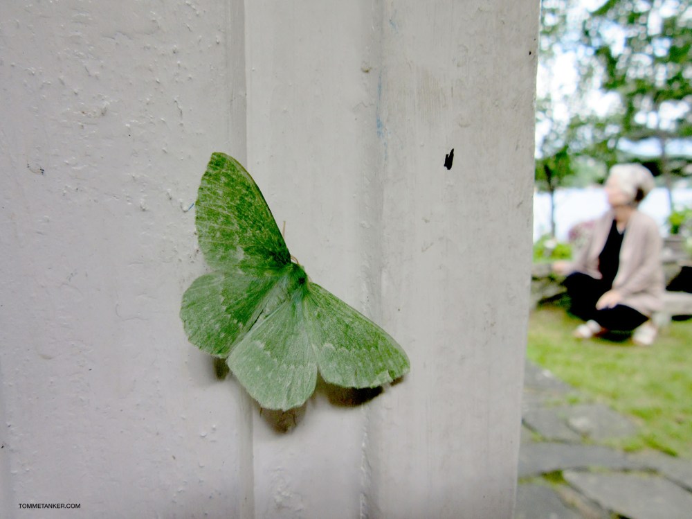 sommerfugl_tommetanker