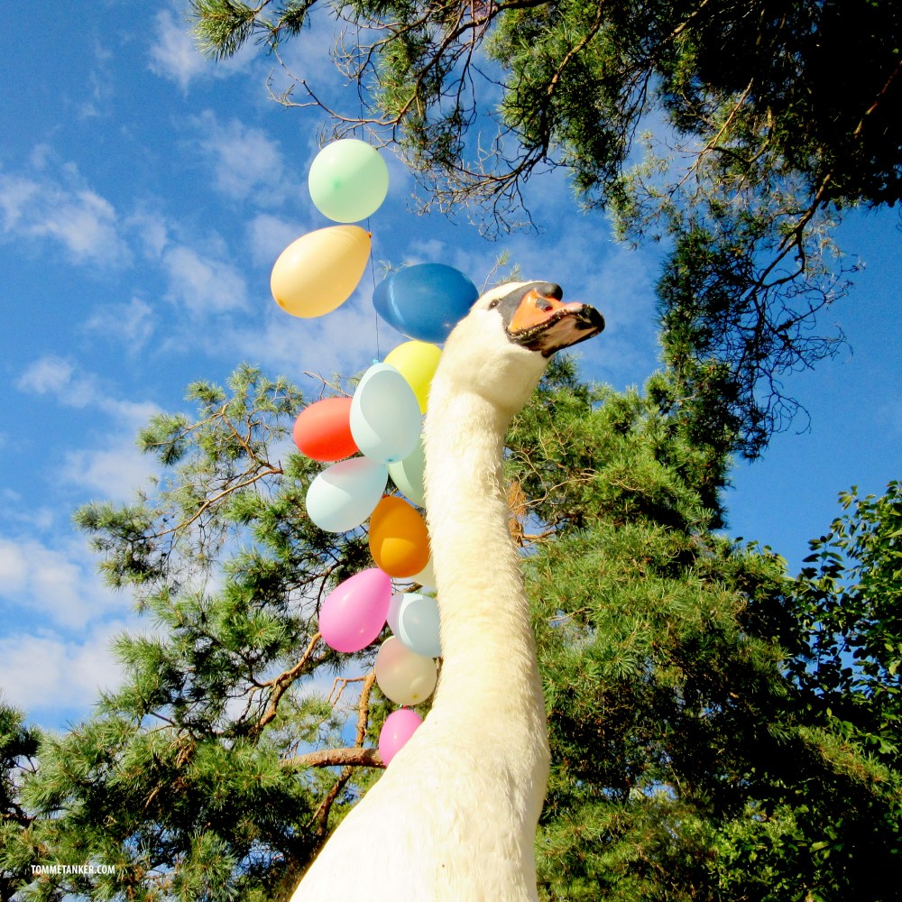 svanefest_tommetanker.