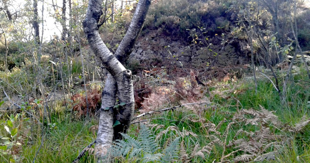 kryss_i_skogen_tommetanker