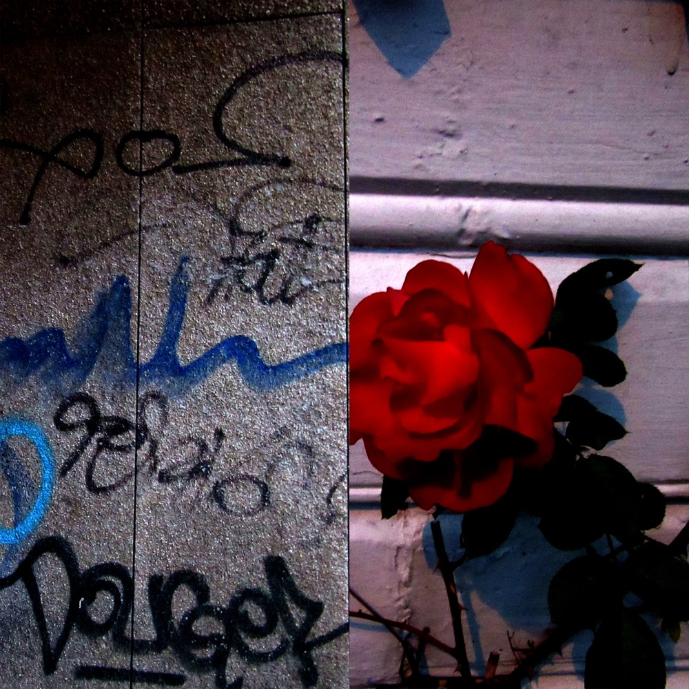 rose_tagging_tommetanker