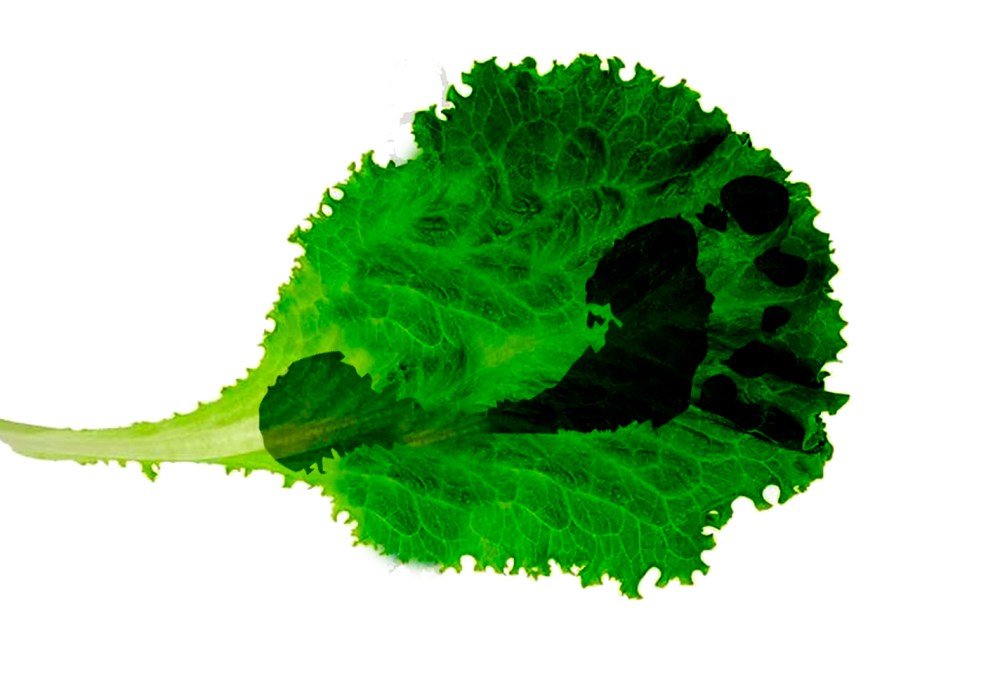 trakke-i-salaten_tommtanker