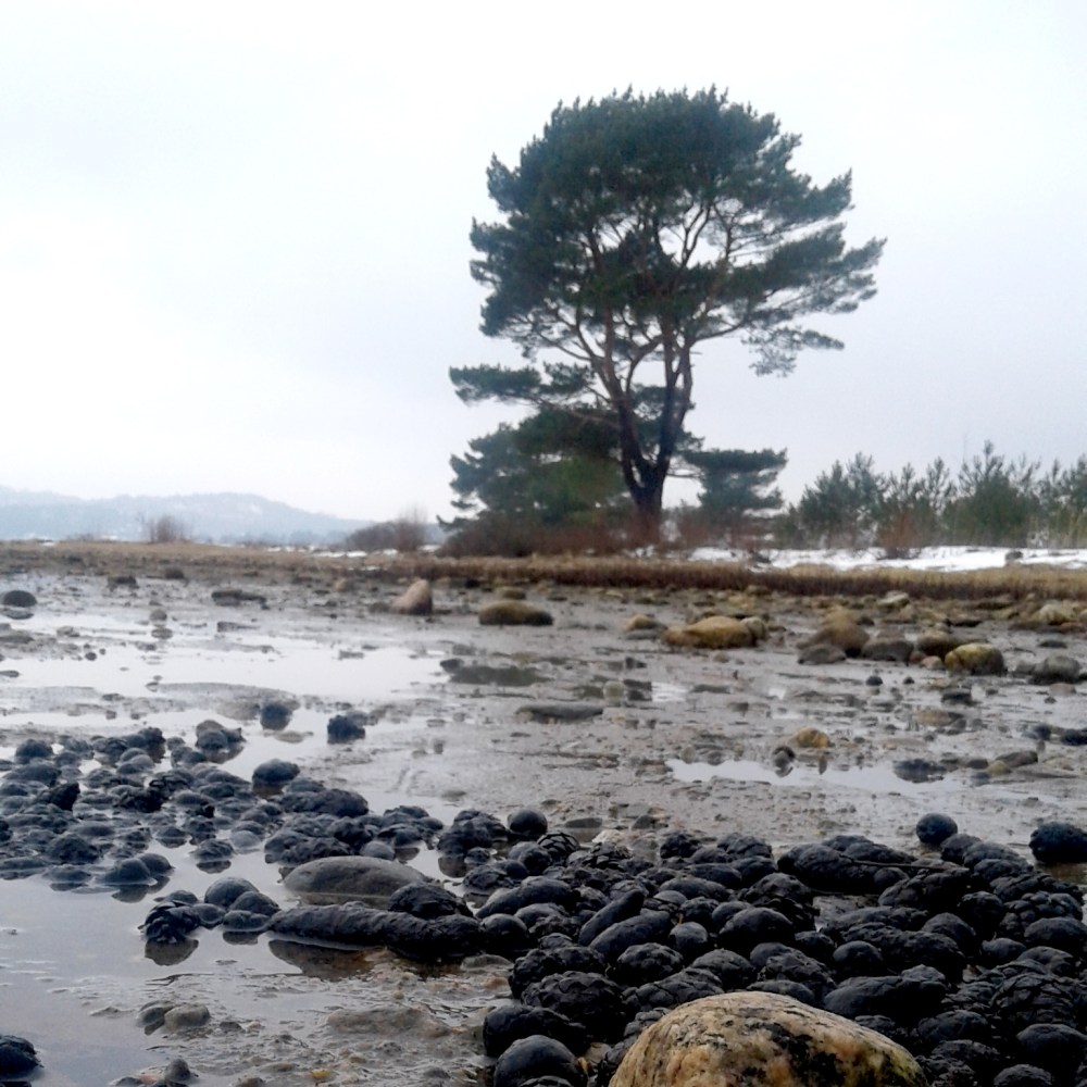 pinepoop_tommetanker