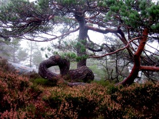 furupyton_tommetanker