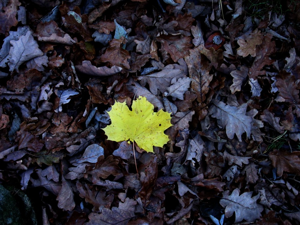høstblad_tommetanker