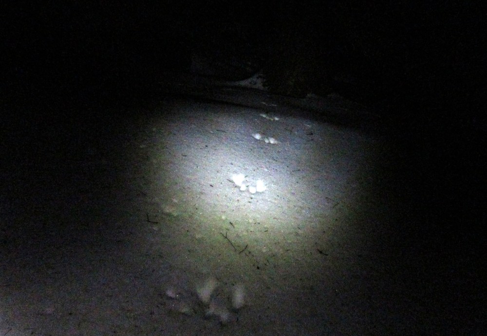 ekornspor_tommetanker