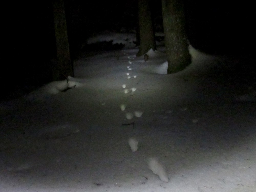 hare_spor_tommetanker