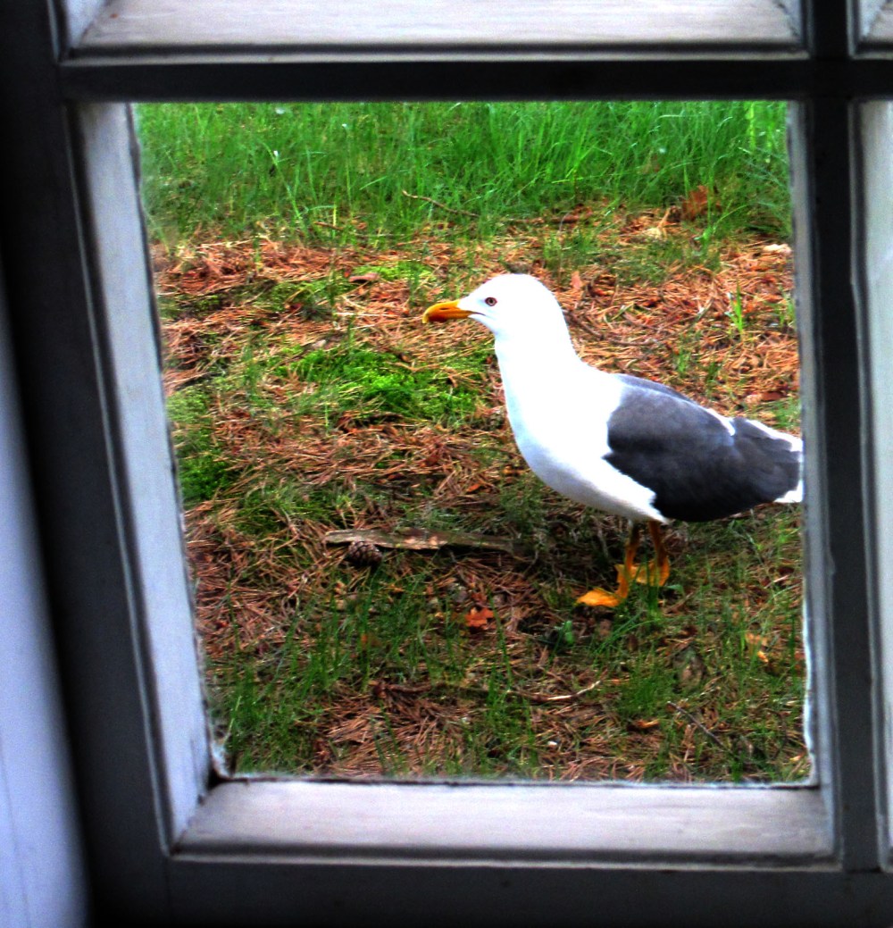 måke_gjest_tommetanker