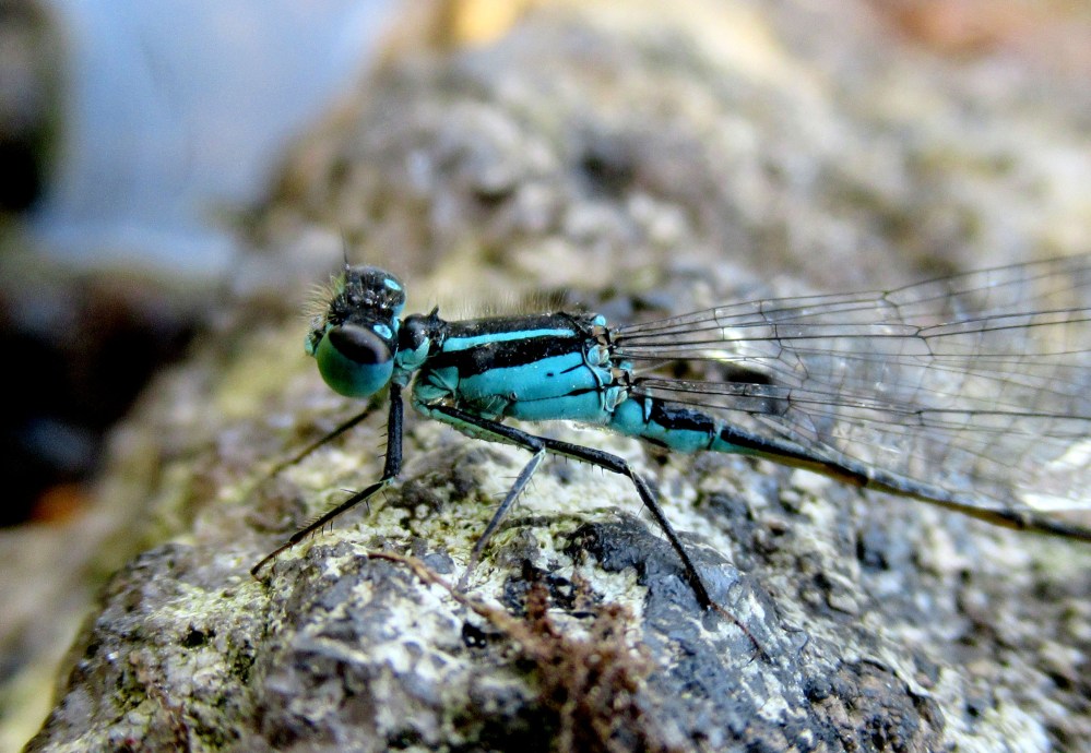 nærsikt_tommetanker
