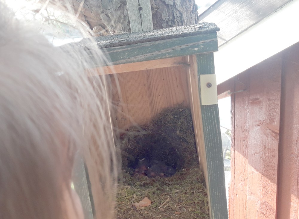 tanete_meis_tommetanker