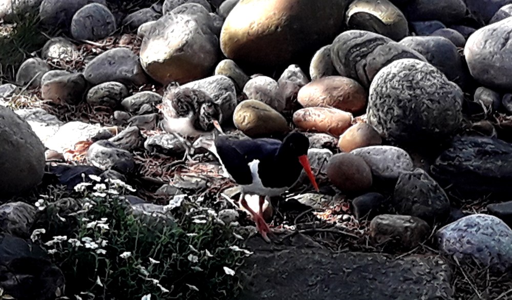 tante_tjeld_tommetanker