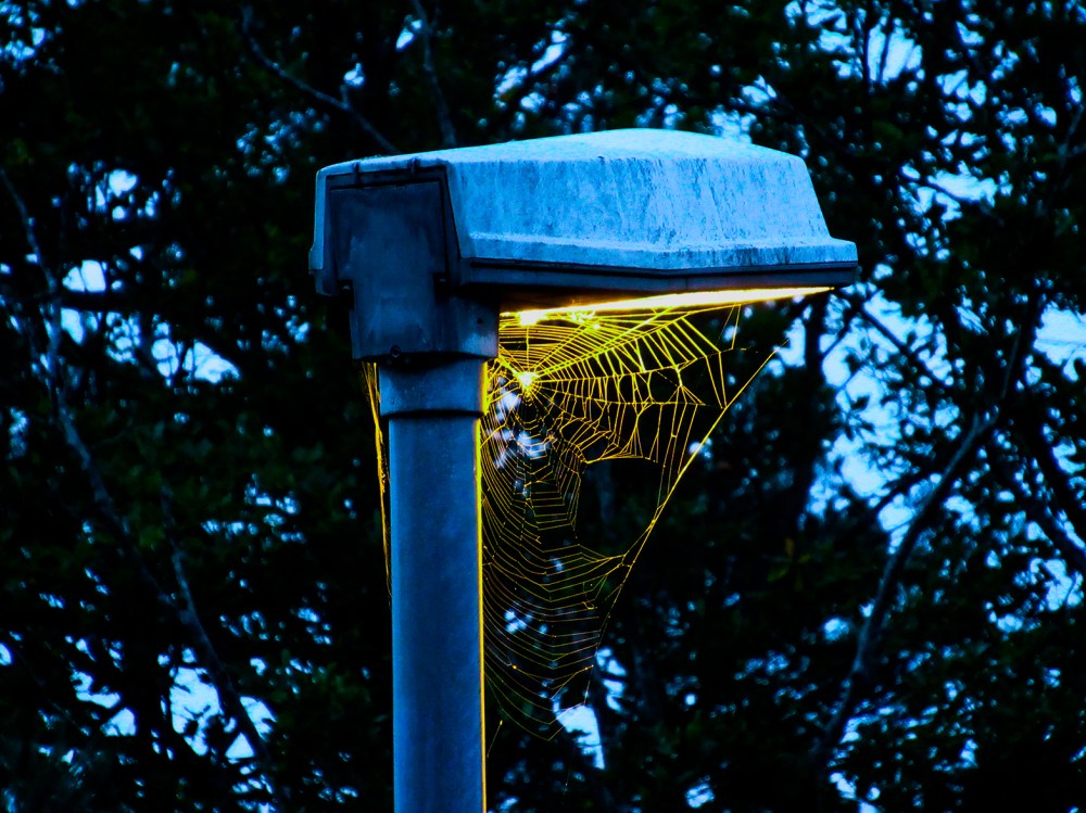 hjemmekontor_edderkopp_tommetanker