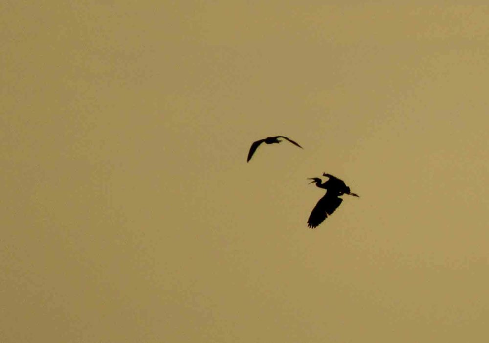 hjemmekontor_hegre_tommetanker