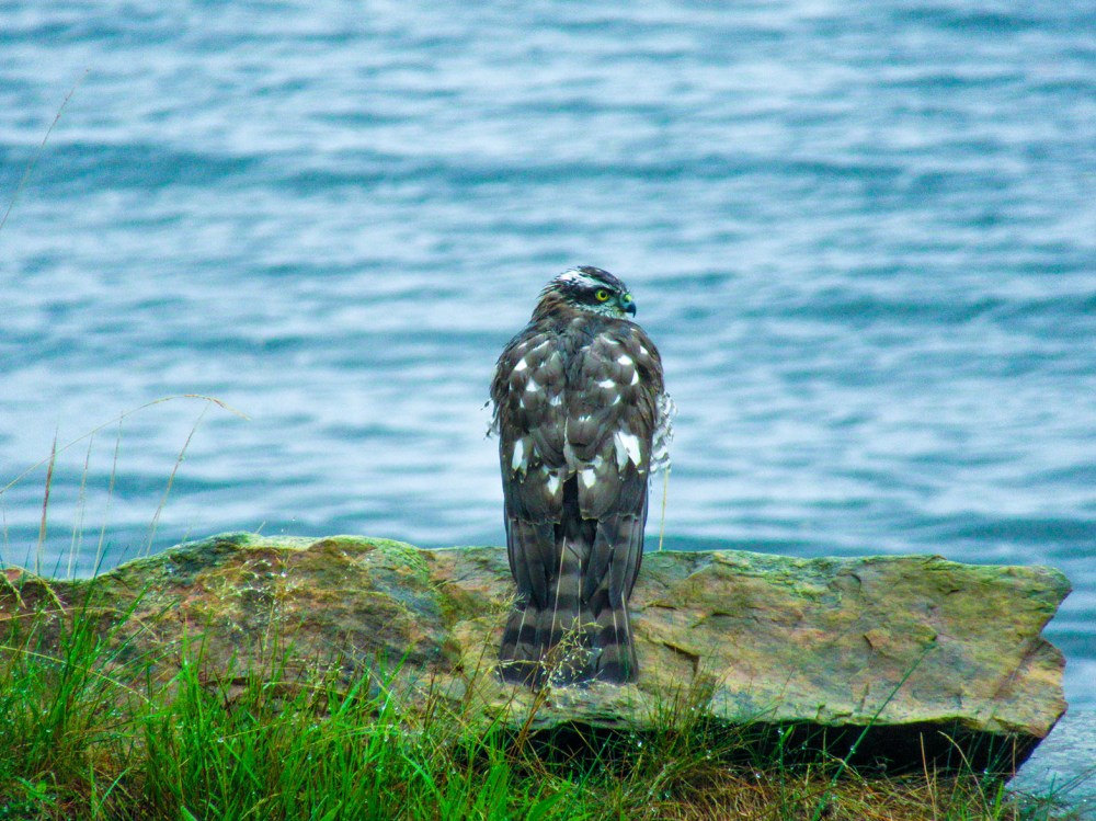 hyttehauk_1_tommetanker