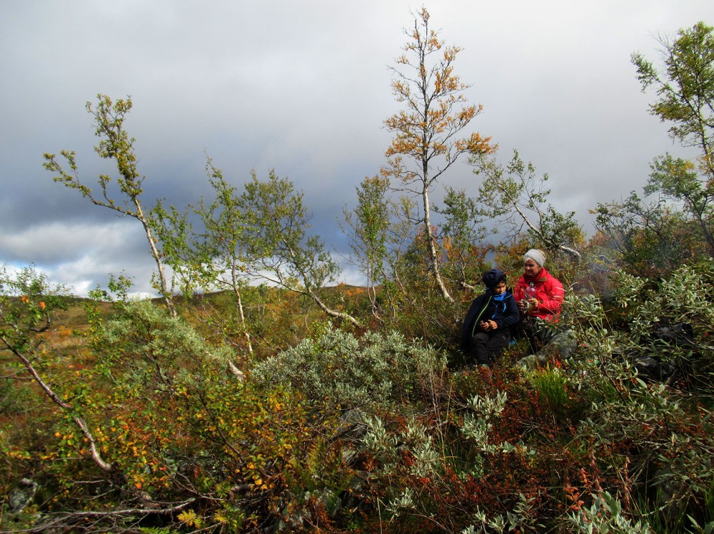 maya_lucas_galteristi_tommetanker