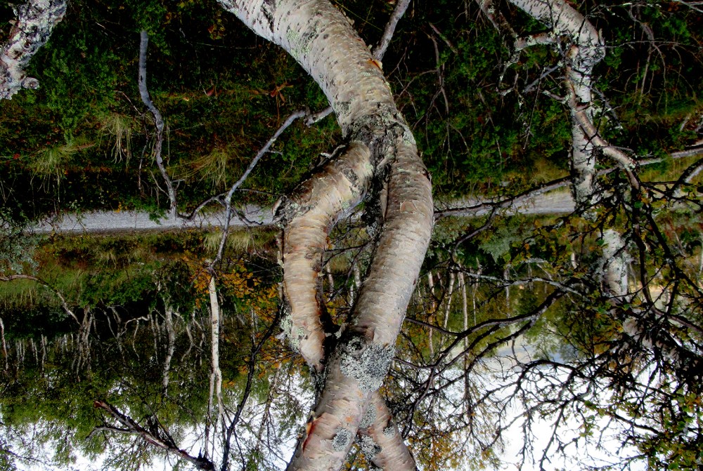 utsikt_Hovden_tissetrengt_bjørk_tommetanker