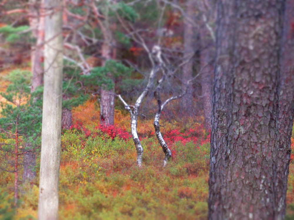 fargebllind2_tommetanker