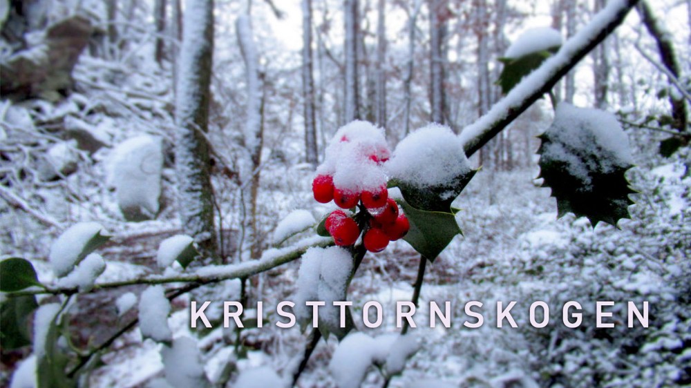 kristtornskogen_tommetanker