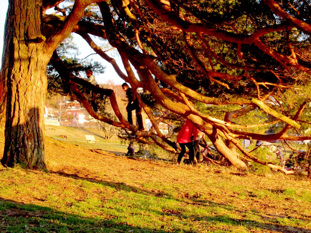 vaffelbua_klatretreet_tommetanker