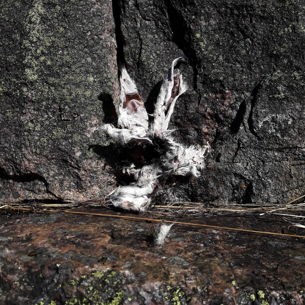 påskeharen_tommetanker