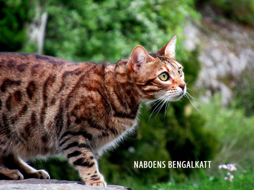 naboens_katt_3_tommetanker