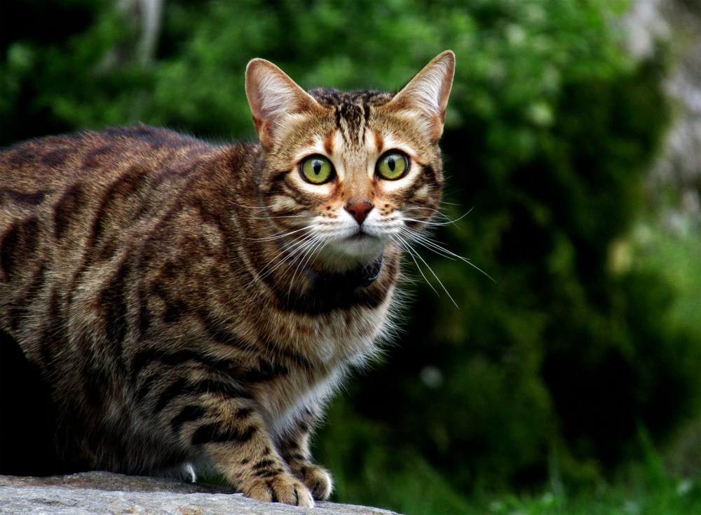 naboens_katt_tommetanker