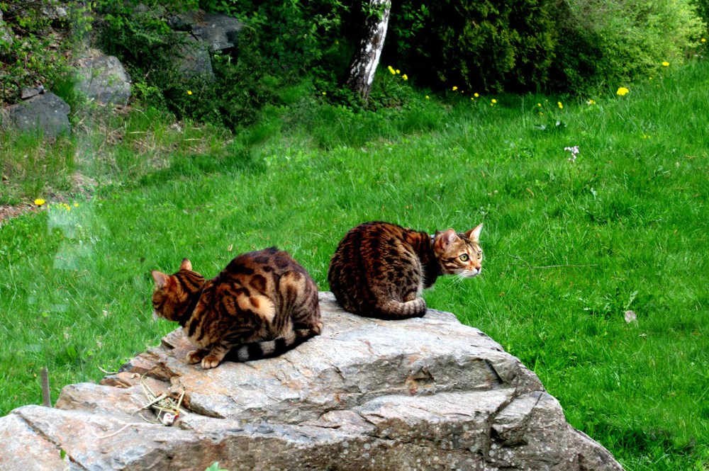 naboens_katter_tommetanker