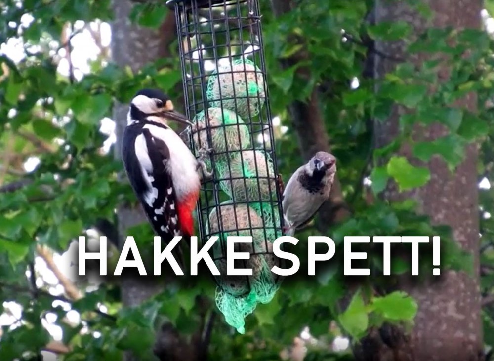 HAKKESPETT_1tommetanker