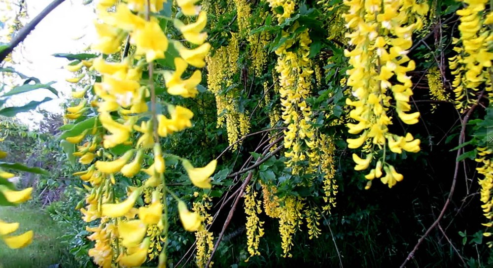 kyrtjønns hemmelige hengende have