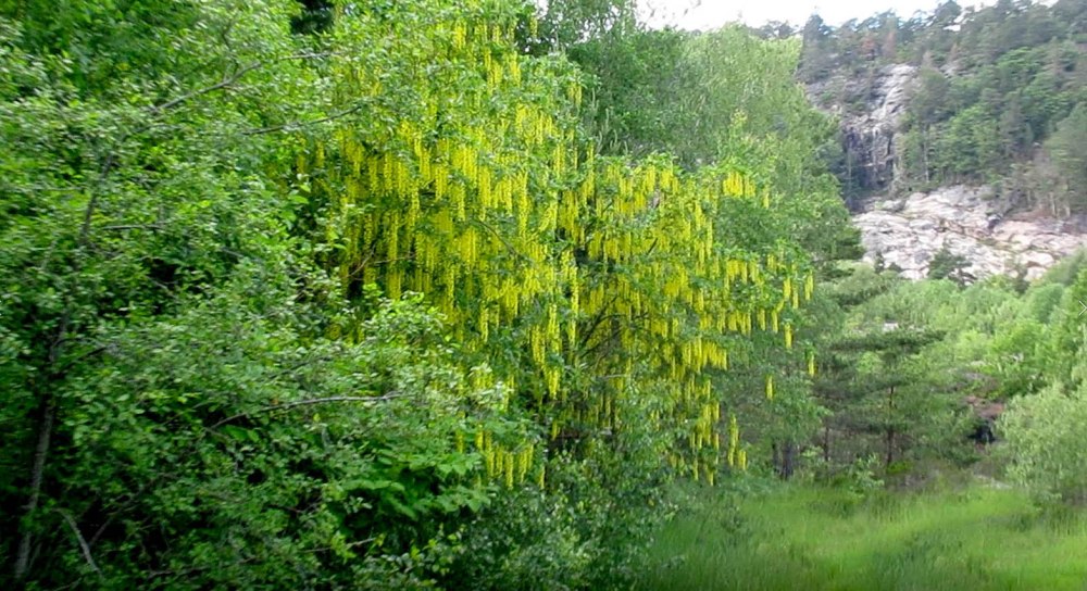 kyrtjønns_hengende_have