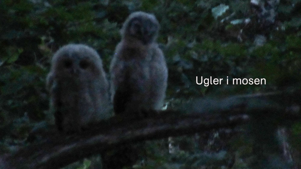 ugler_i_mosen1