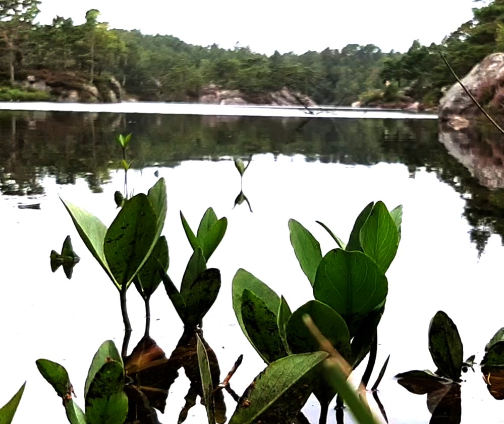 møvigveden3_buvannet