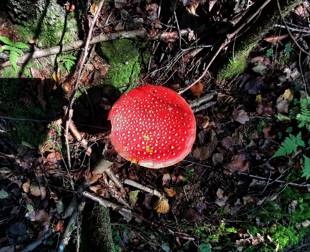 fluesopp_tommetanker